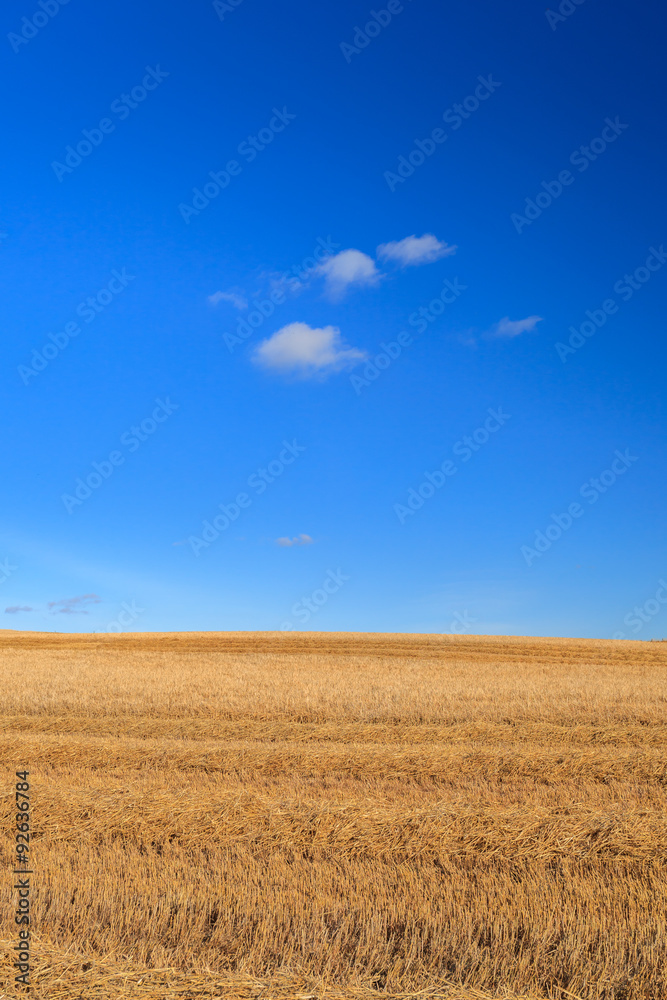 Wheat field and blue sky with clouds