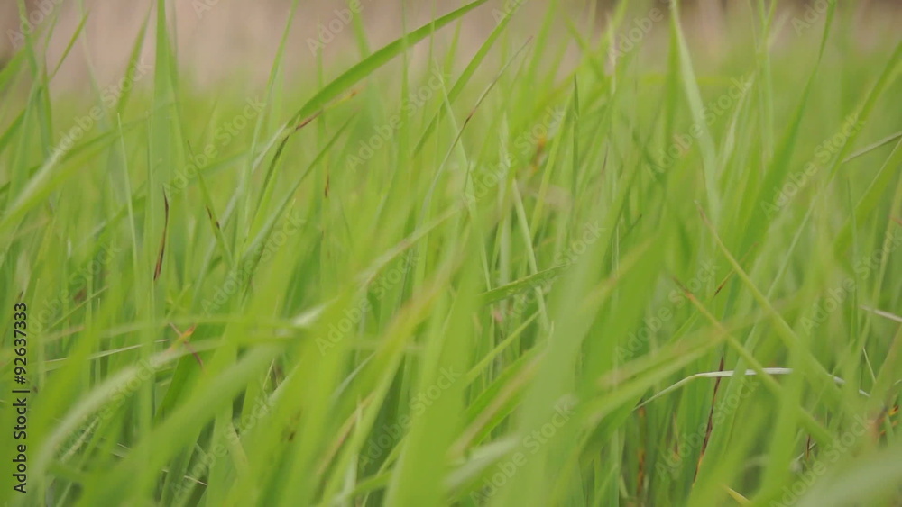 Green sedge grass sways in the wind Green sedge grass sways in the wind