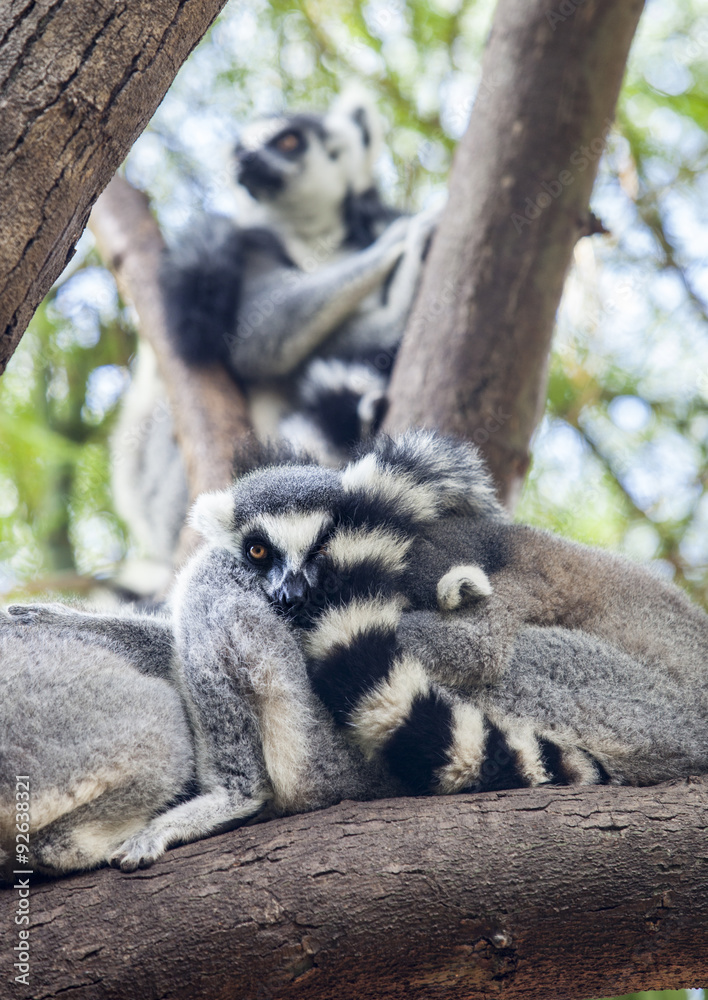 Fototapeta premium Ring-tailed lemur resting