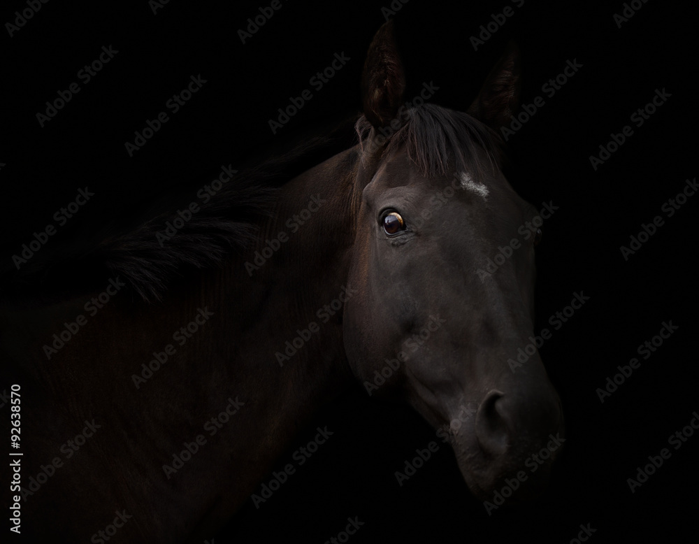 Portrait of a black horse on a black background