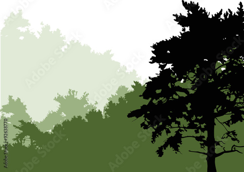 black pine in green isolated forest