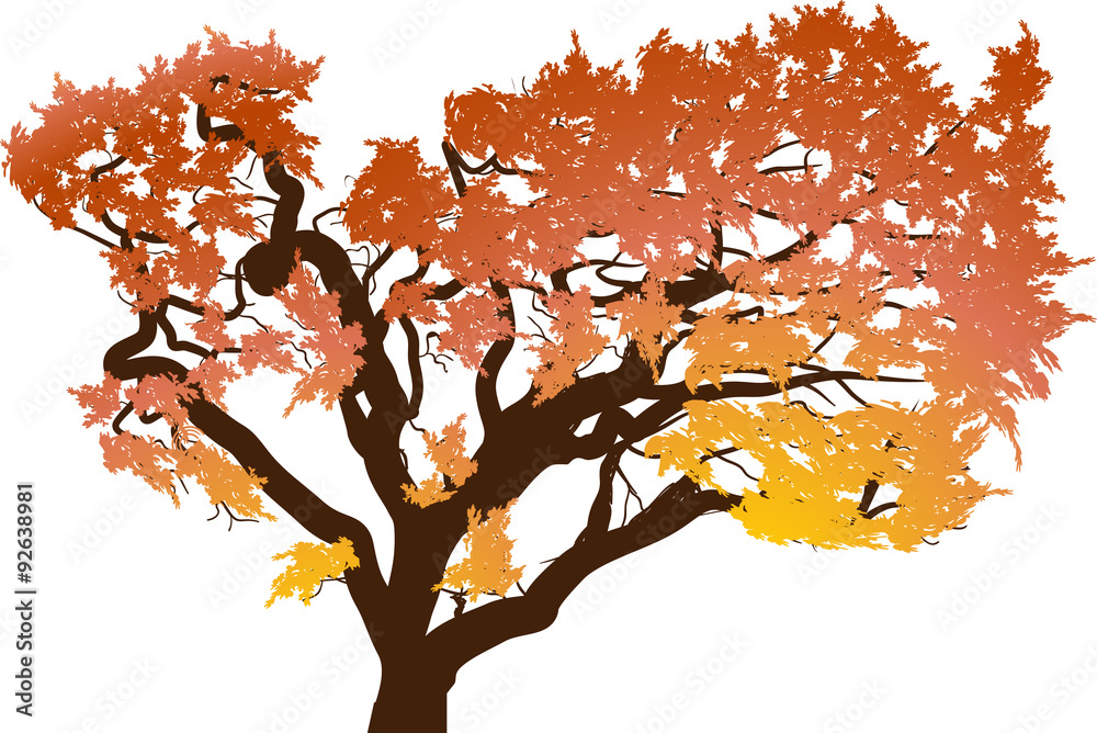 orange autumn large tree on white