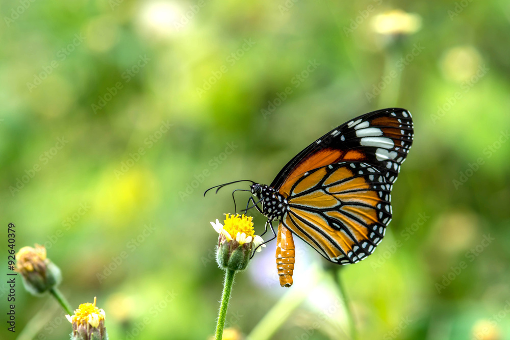 Fototapeta premium Closeup butterfly on flower