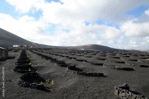 Le vignoble de La Geria à Lanzarote photo