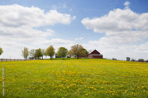 Yellow flowers in a field with a row of trees and red barn.