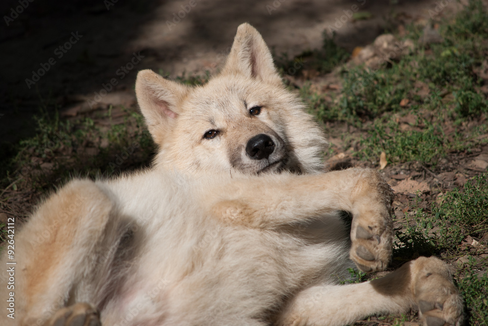 Fototapeta premium young wolf
