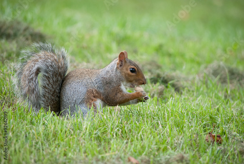 squirrel