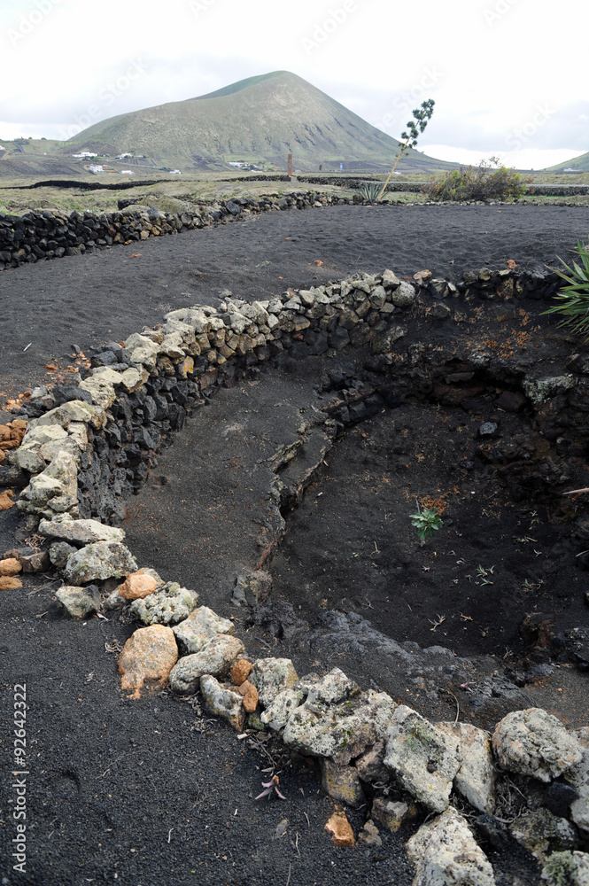 Figuier dans zoco au Musée du Vin El Grifo à Lanzarote foto de Stock |  Adobe Stock