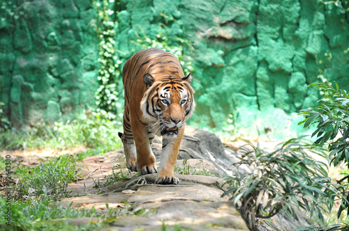 Malayan tiger (Panthera tigris jacksoni)