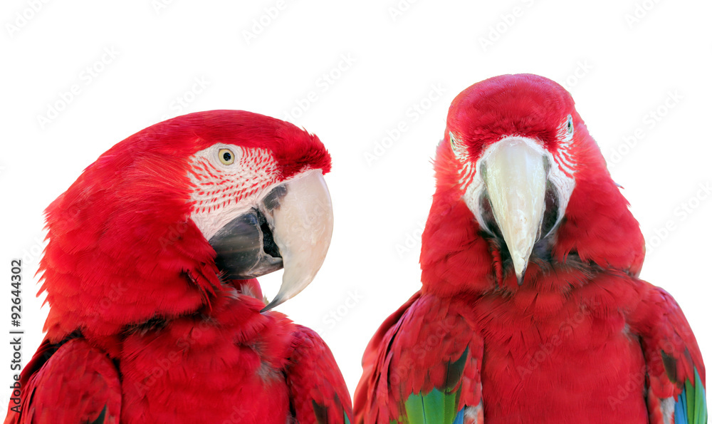 Fototapeta premium Two Parrots