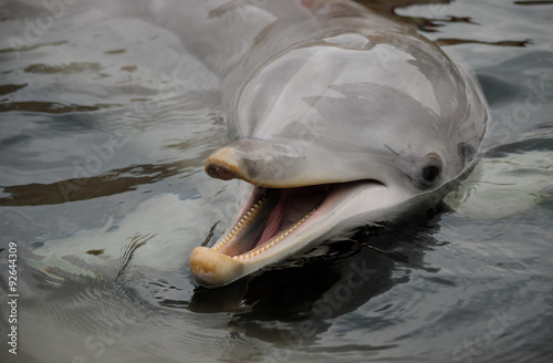 smiling dolphin