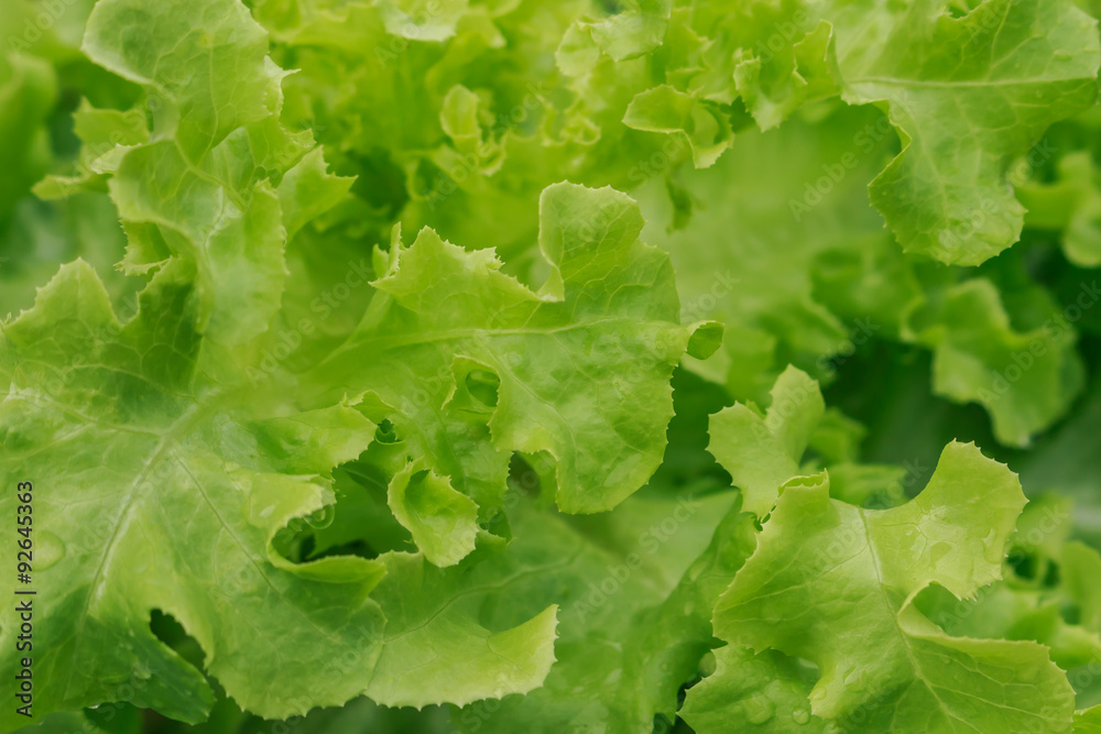 Hydroponics method of growing plants in water without soil. Hydroponics method of growing plants in water without soil.