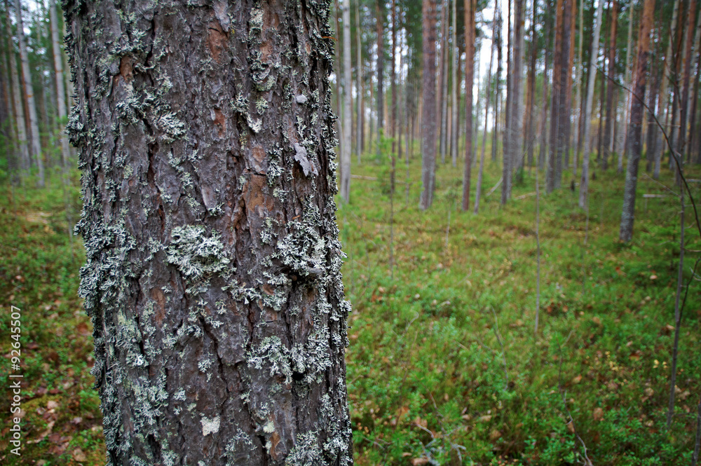 Fototapeta premium autumnal dense forest landscape