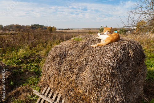 Fototapeta Naklejka Na Ścianę i Meble -  Red cat on stack of straw