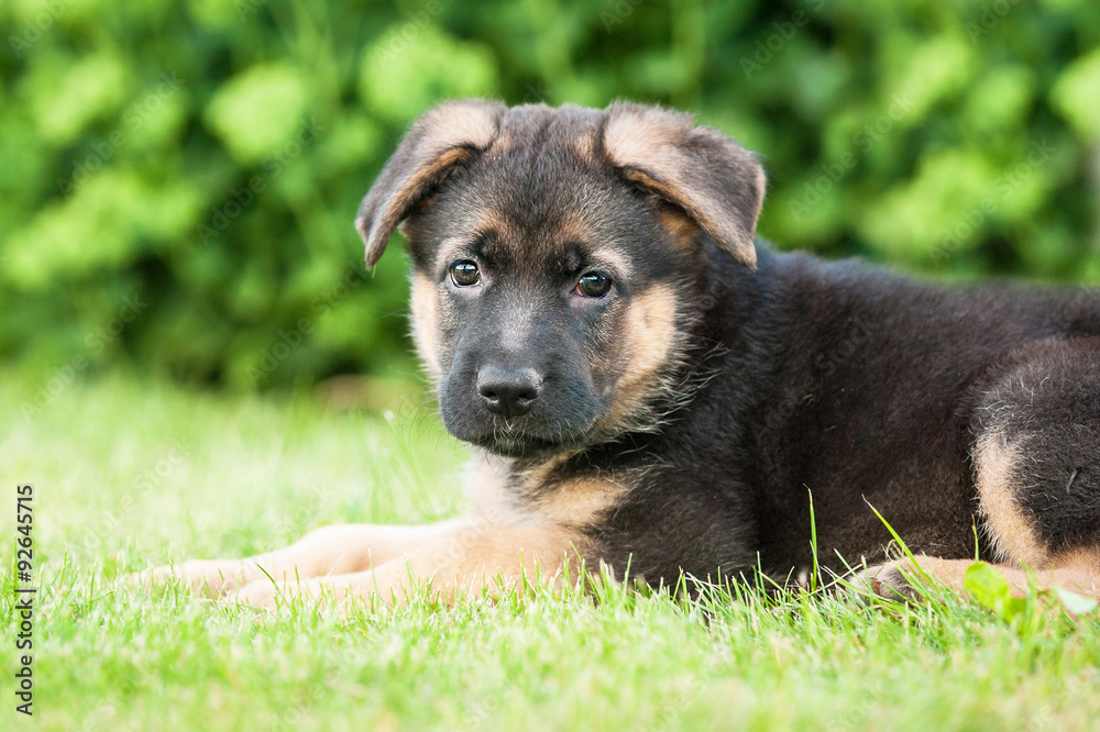 German shepherd puppy lying on the lawn