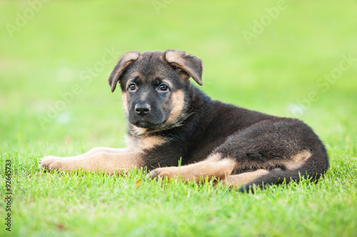 Fototapeta Naklejka Na Ścianę i Meble -  German shepherd puppy lying on the lawn