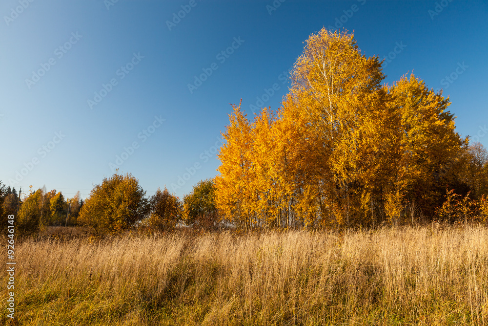 Golden fall