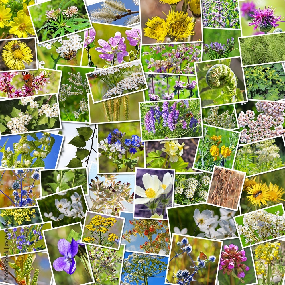 Лечебные травы коллаж. Цветы разнообразие. Разнообразные растения. Растение коллаж. Лекарственные растения коллаж.