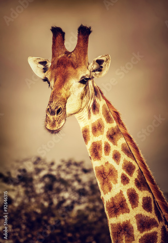 Wild South African giraffe #92646315