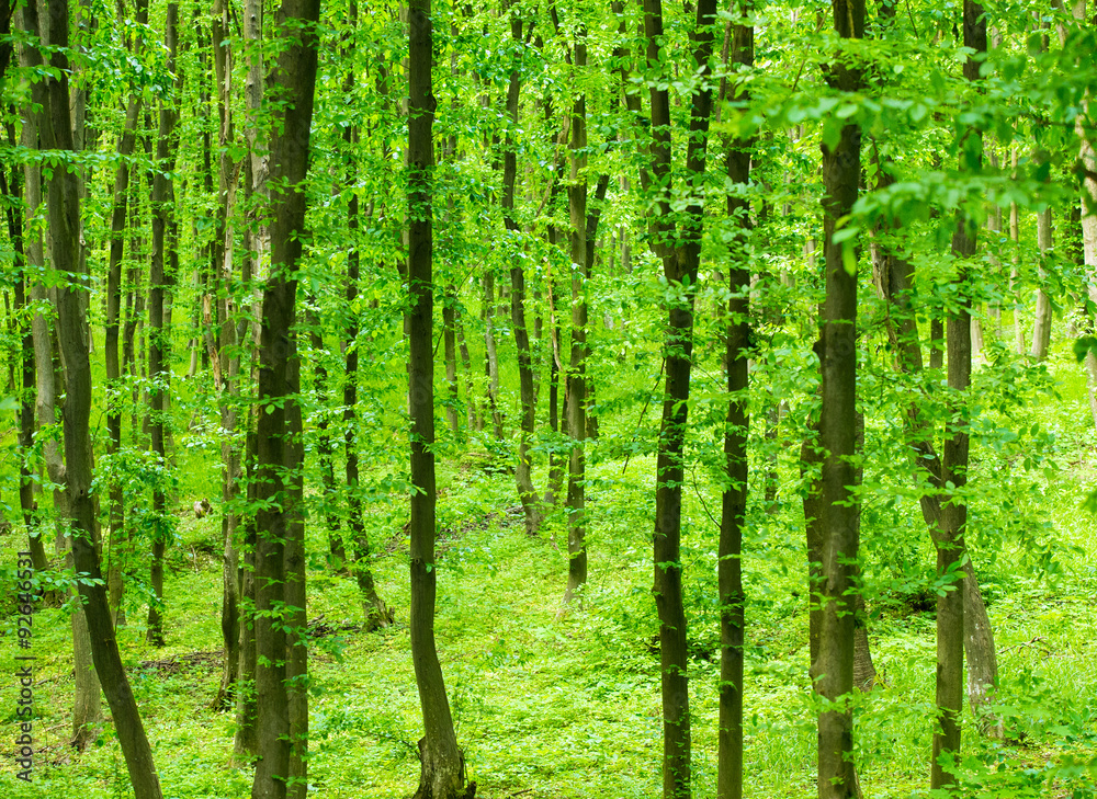 forest trees forest trees