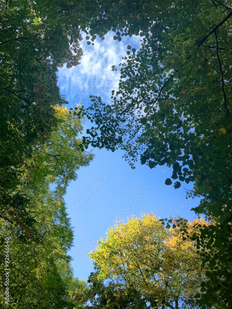 Fototapeta premium beautiful autumnal tree canopy