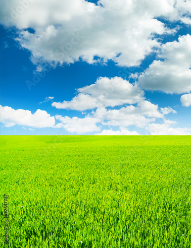 field of grass and perfect sky