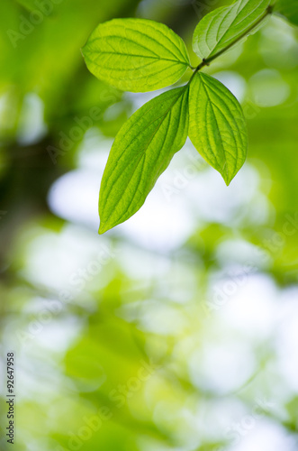 green leaves