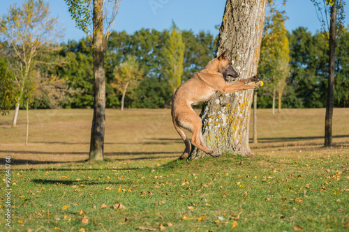 Belgian Malinois dog running and jumping in a field