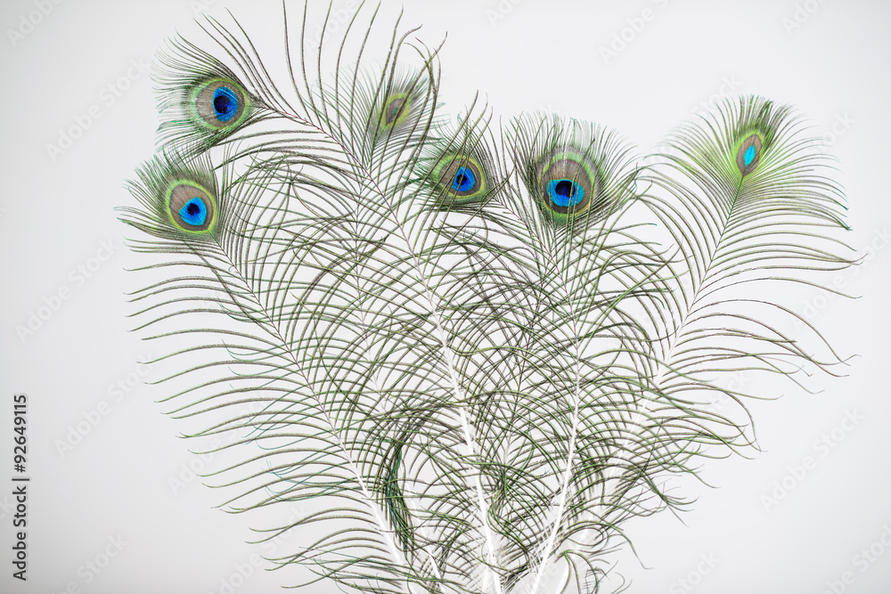 Fototapeta premium Peacock feathers, isolated on white background