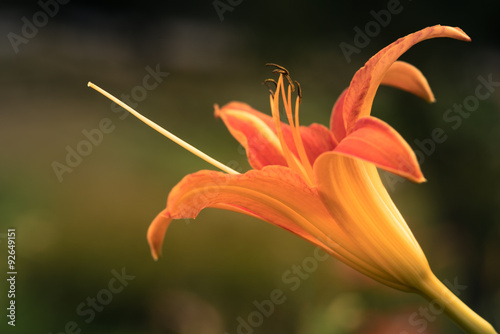 Lilium