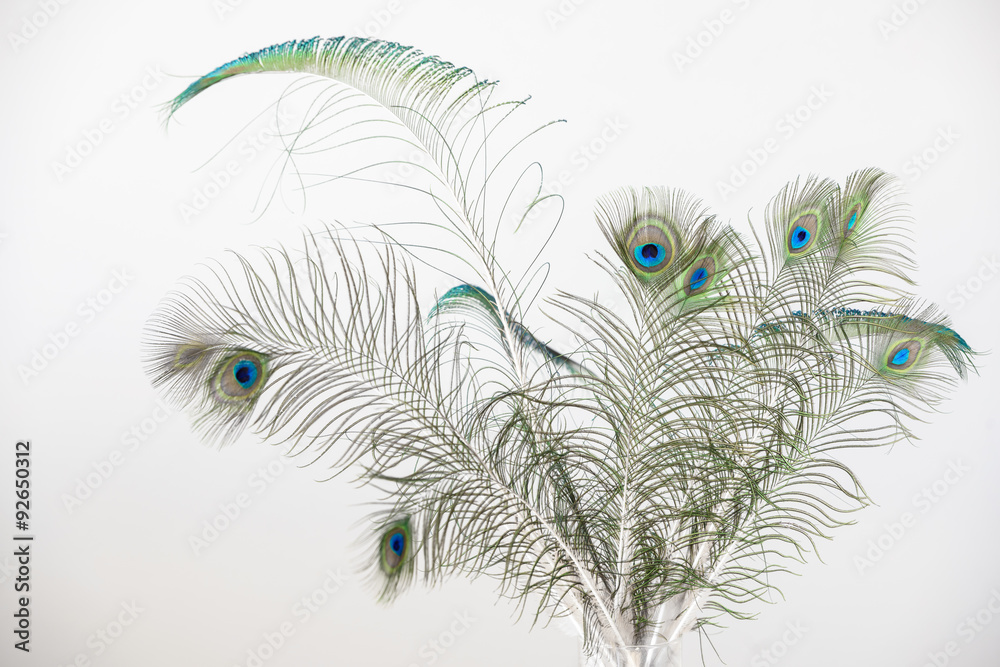 Obraz premium Peacock feathers, isolated on white background