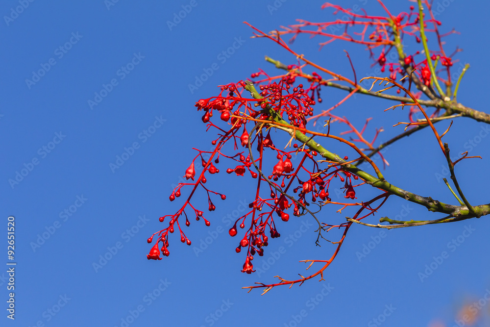 Spring Colors Buds Flowers red pink bloom against blue sky Spring Colors Buds Flowers red pink bloom against blue sky