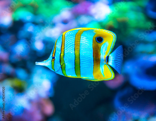 Colorful fish in aquarium 