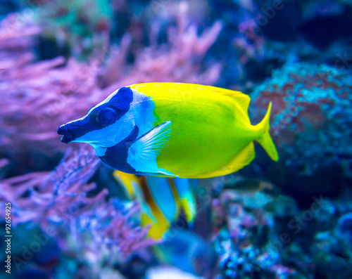 Colorful fish in aquarium 