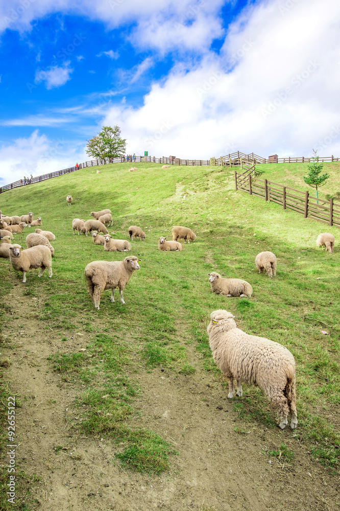 Obraz premium Sheeps