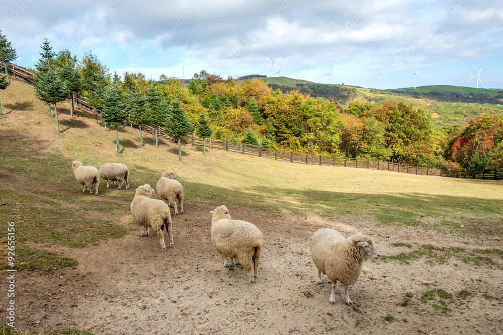 Fototapeta premium Sheeps