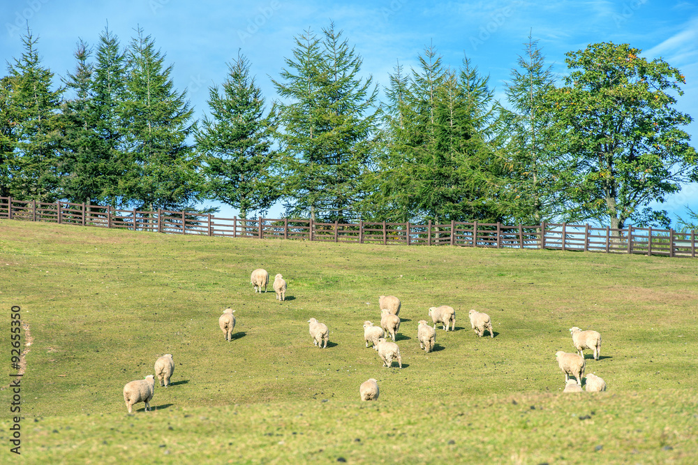 Obraz premium Sheeps