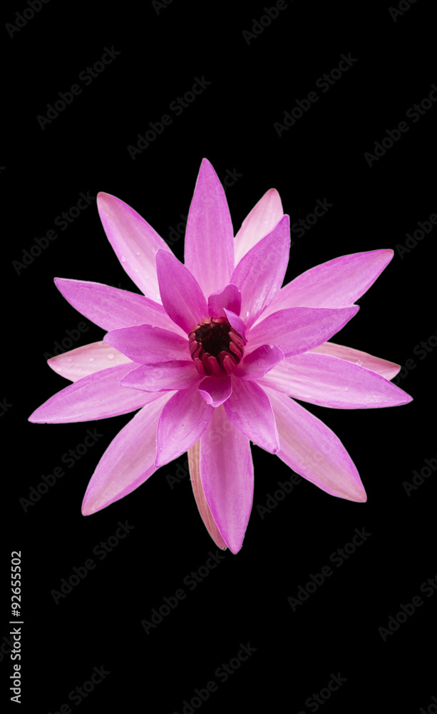 Fototapeta premium Lotus Flower 