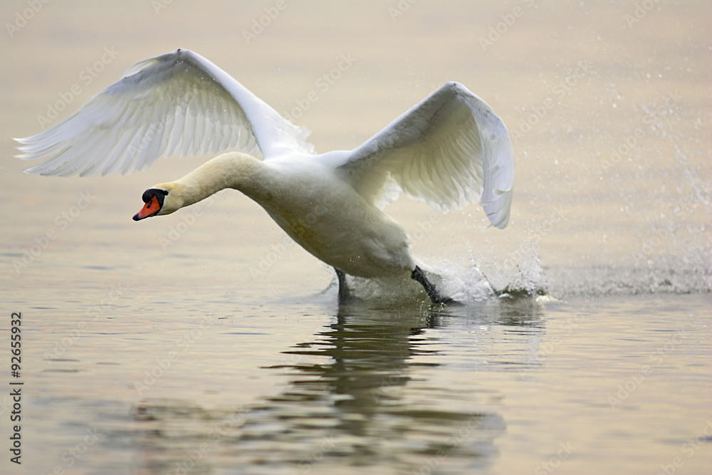 Fototapeta premium Höckerschwan,Schwan