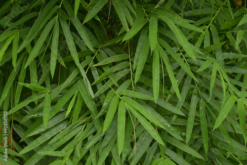 Hojas de Bambú