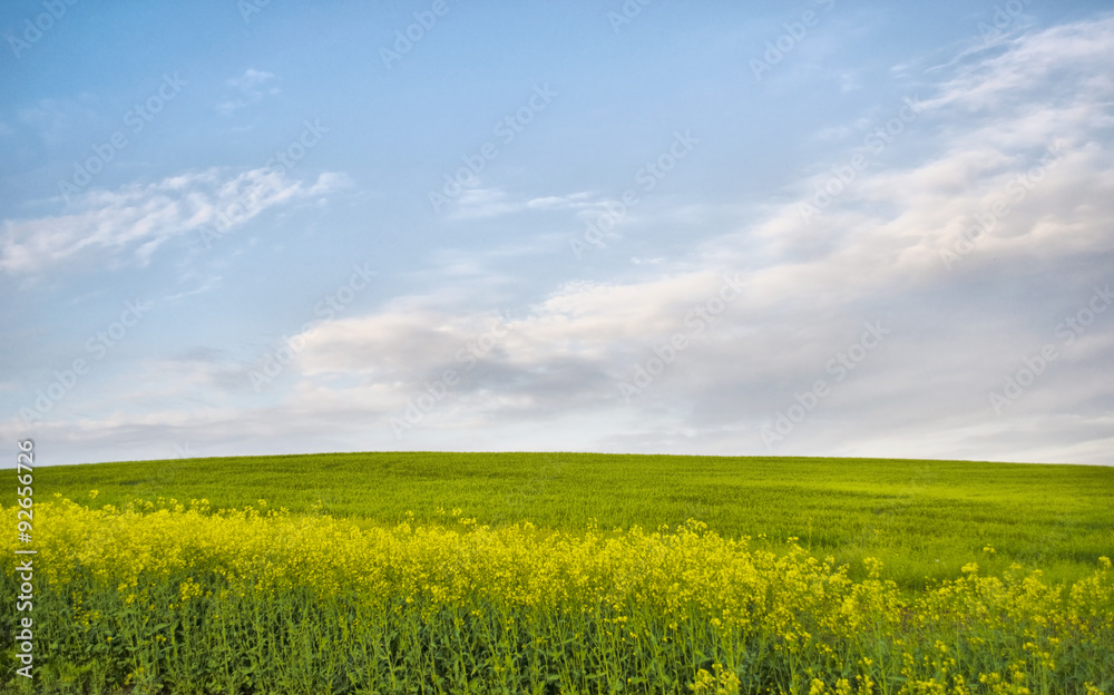 Green meadow with blue sky and clouds