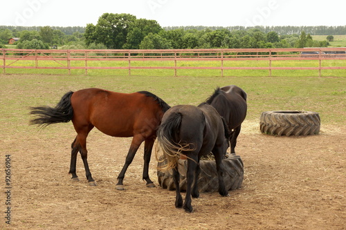 Horses eating