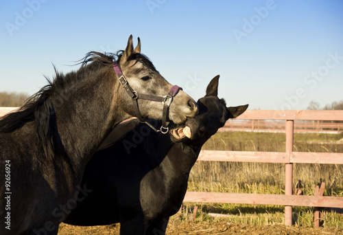 Horses playing