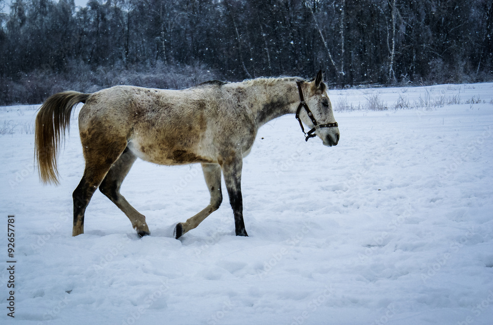 Fototapeta premium Horse on the snow