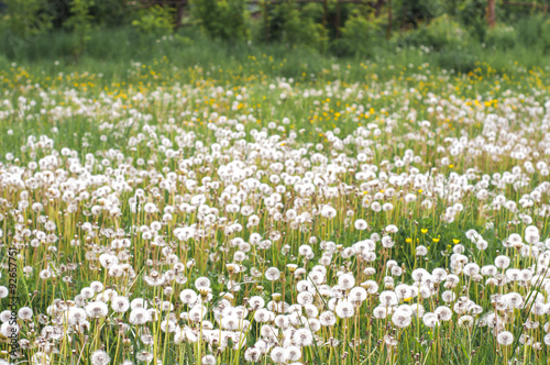 Field with dandelions