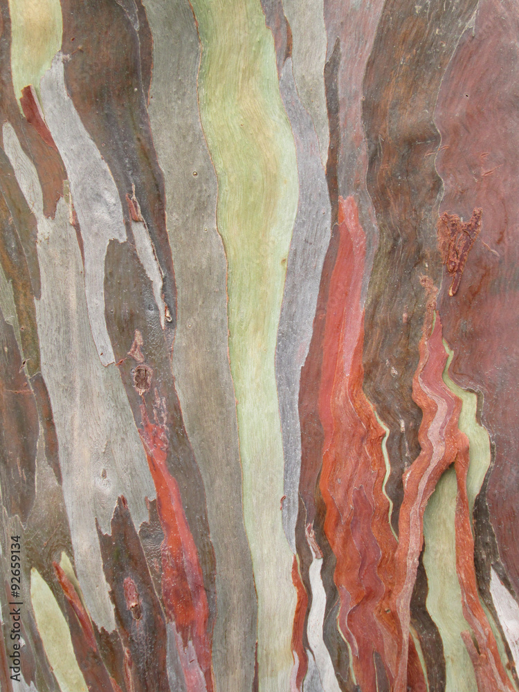 Naklejka premium Eucalyptus bark