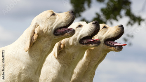 young Labrador dogs