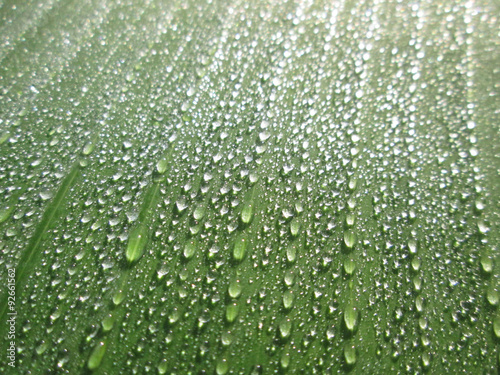 closeup water drop on green fresh banana leaf © srckomkrit