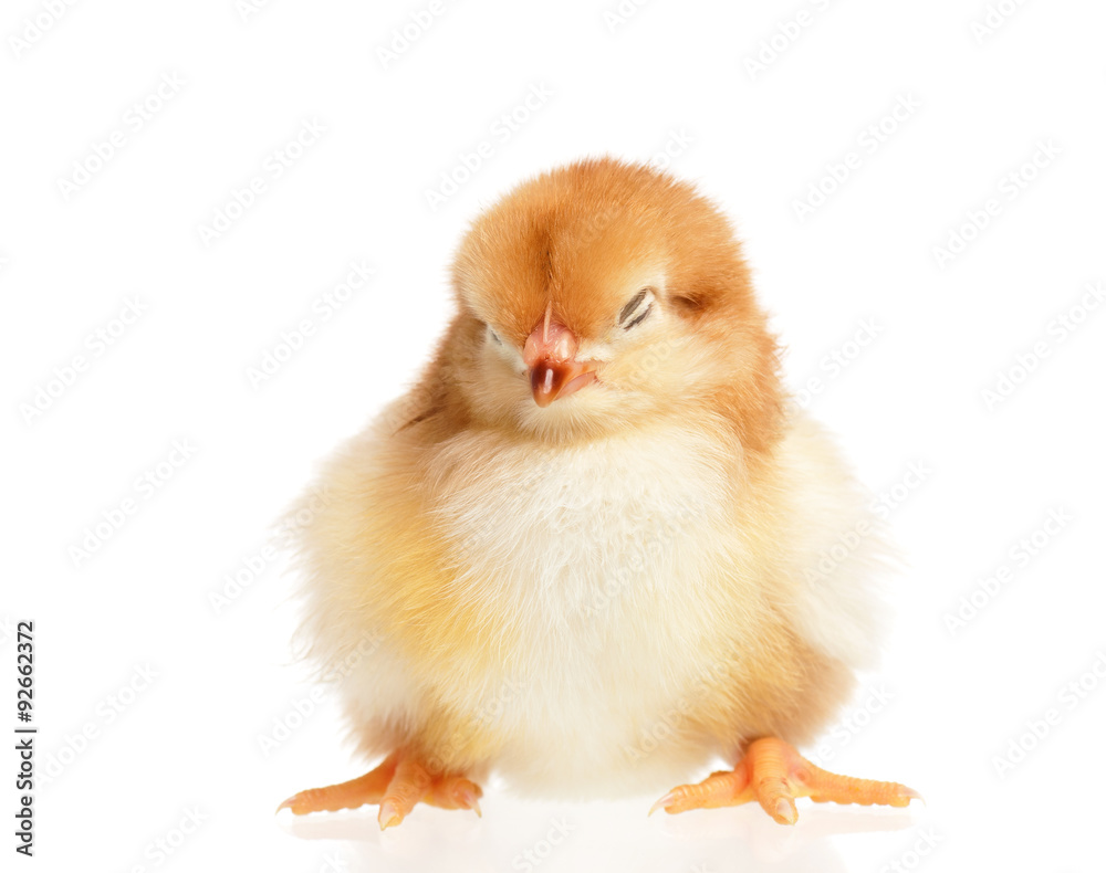 Chicken Chicken