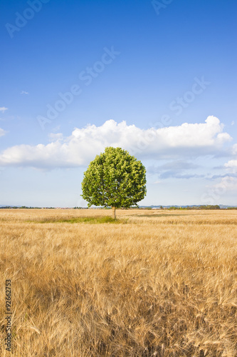 Isolated tree in a tuscany wheatfield - (Tuscany - Italy)